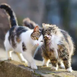 Cohabitation Chats : Comment faire cohabiter deux chats sous le même toit  ?