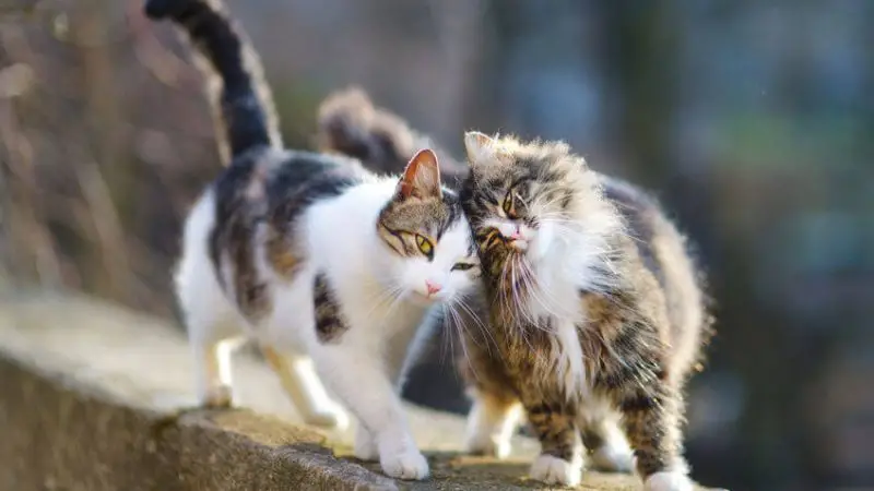 Cohabitation Chats : Comment faire cohabiter deux chats sous le même toit  ?
