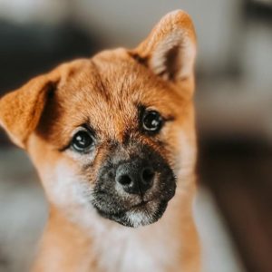 Que savoir sur le shiba inu ?