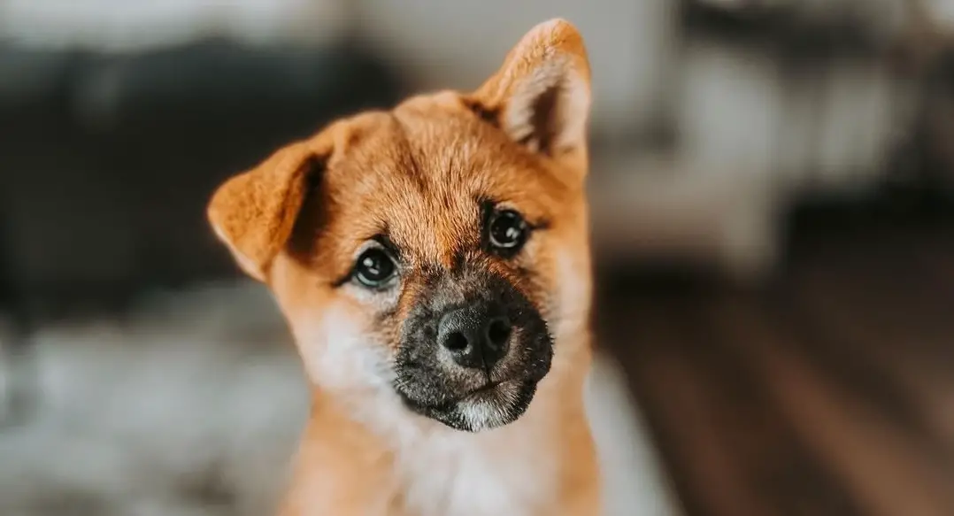 Que savoir sur le shiba inu ?