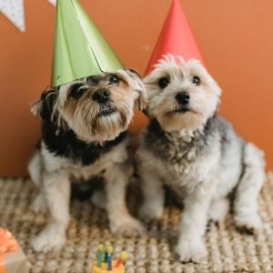 Les 10 meilleures idées de cadeaux personnalisés pour les amoureux des animaux