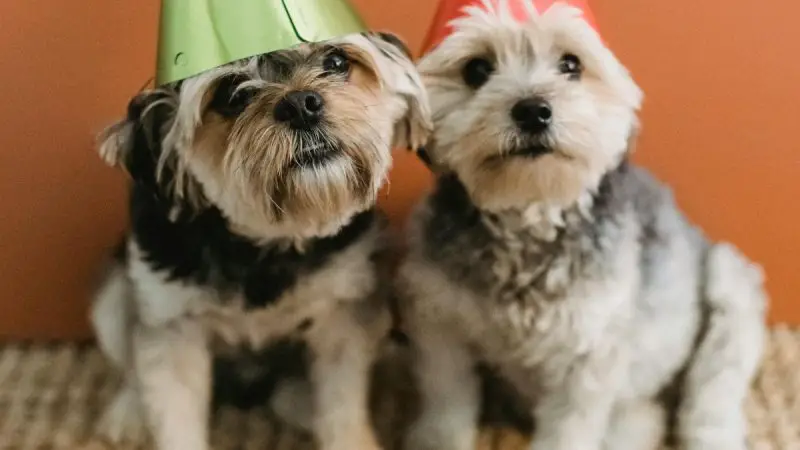Les 10 meilleures idées de cadeaux personnalisés pour les amoureux des animaux