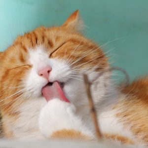 Comment prendre soin de son chat qui vieillit ?