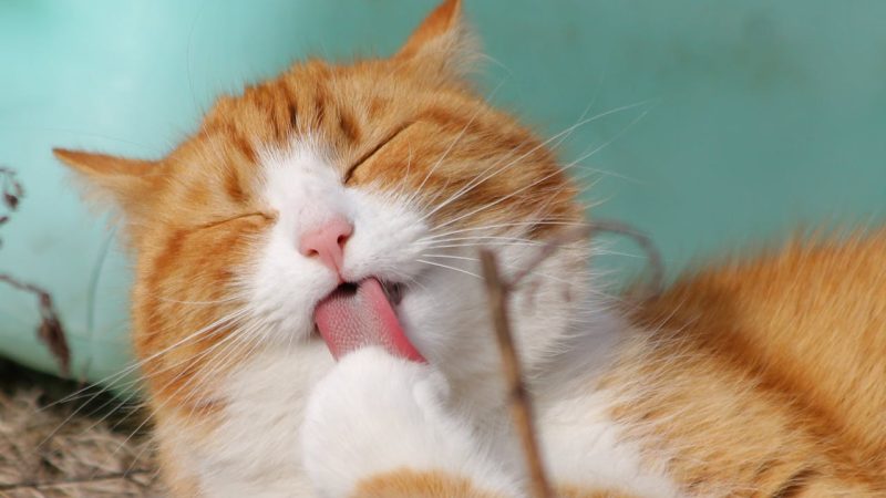Comment prendre soin de son chat qui vieillit ?
