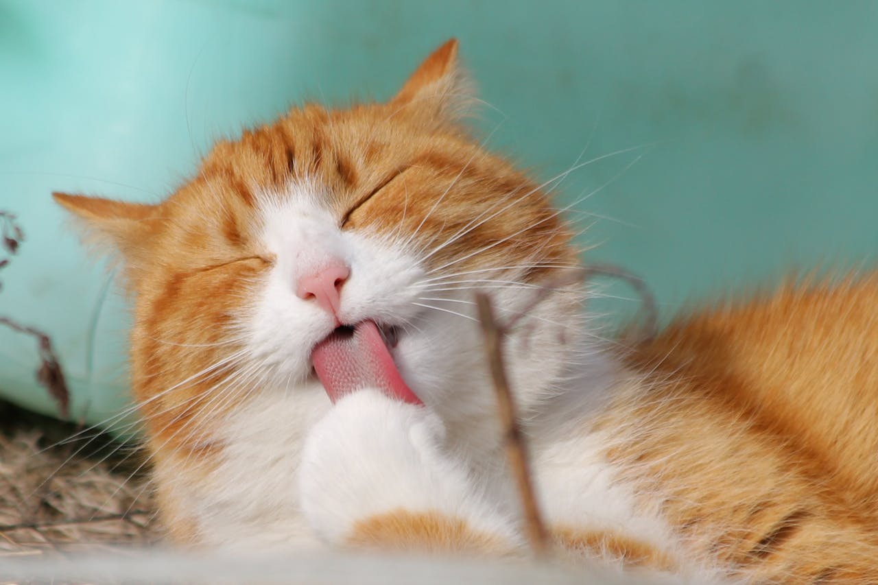 Comment prendre soin de son chat qui vieillit ?